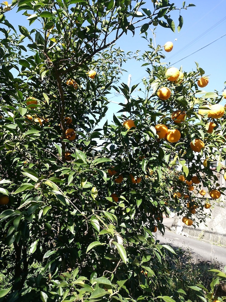 農家民泊 未来農園 南紀白浜