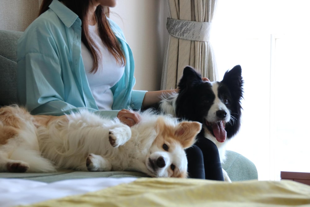 南紀白浜わんわんパラダイス 南紀白浜