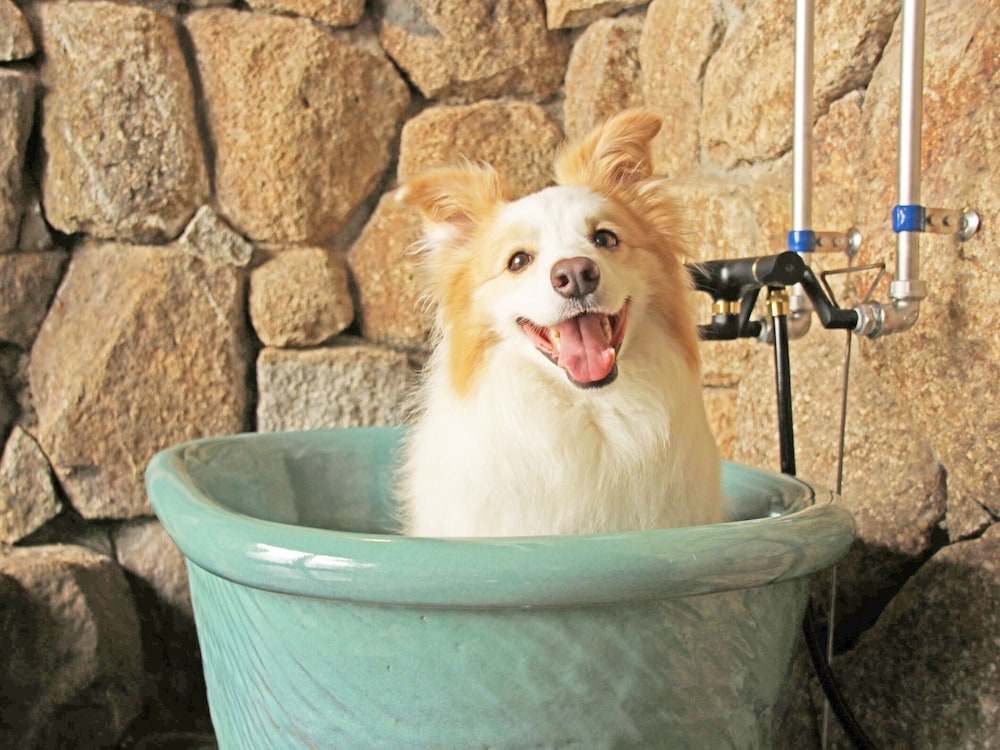 南紀白浜わんわんパラダイス 南紀白浜