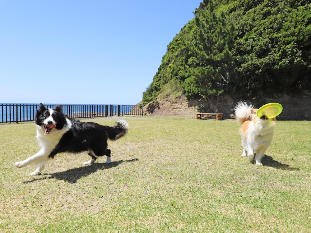 南紀白浜わんわんパラダイス 南紀白浜