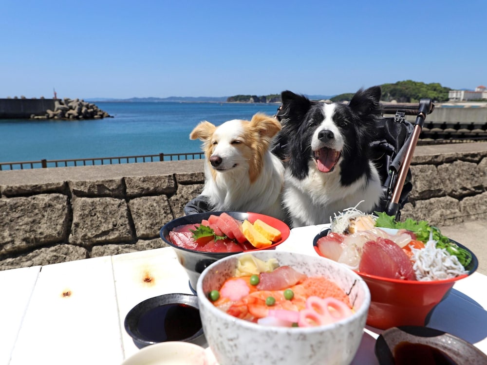 南紀白浜わんわんパラダイス 南紀白浜