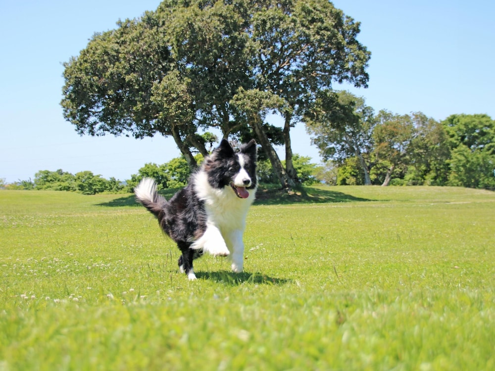 南紀白浜わんわんパラダイス 南紀白浜