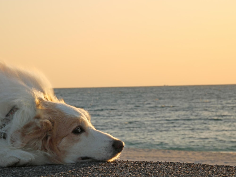 南紀白浜わんわんパラダイス 南紀白浜