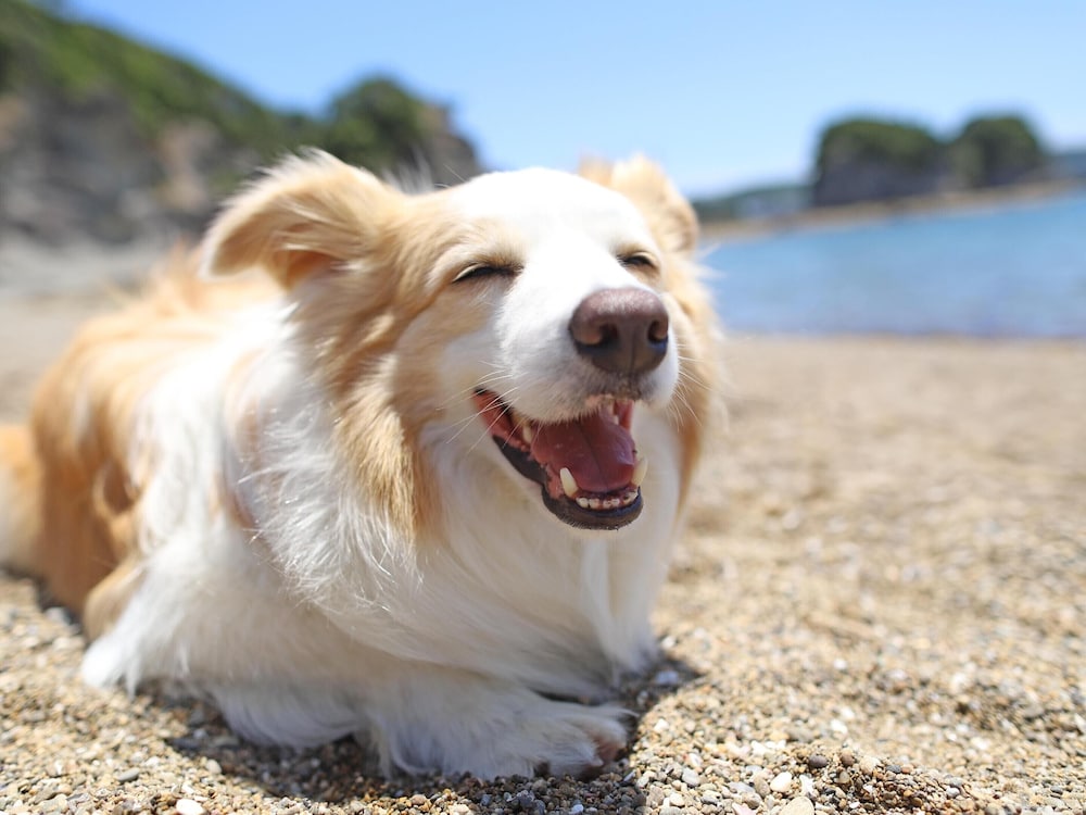 南紀白浜わんわんパラダイス 南紀白浜