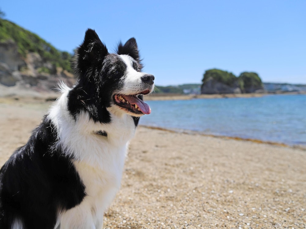 南紀白浜わんわんパラダイス 南紀白浜