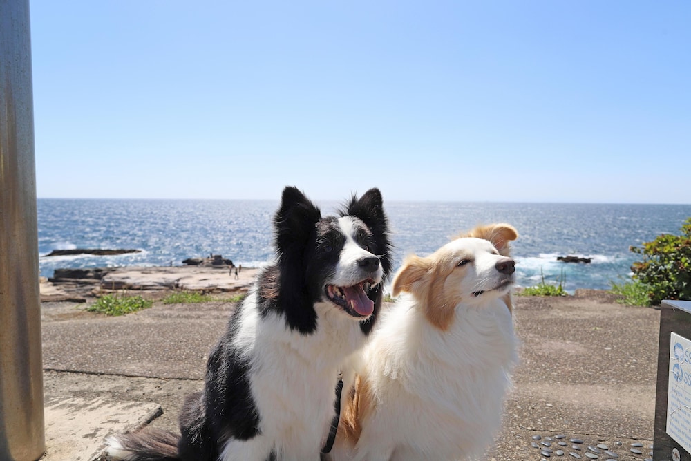 南紀白浜わんわんパラダイス 南紀白浜