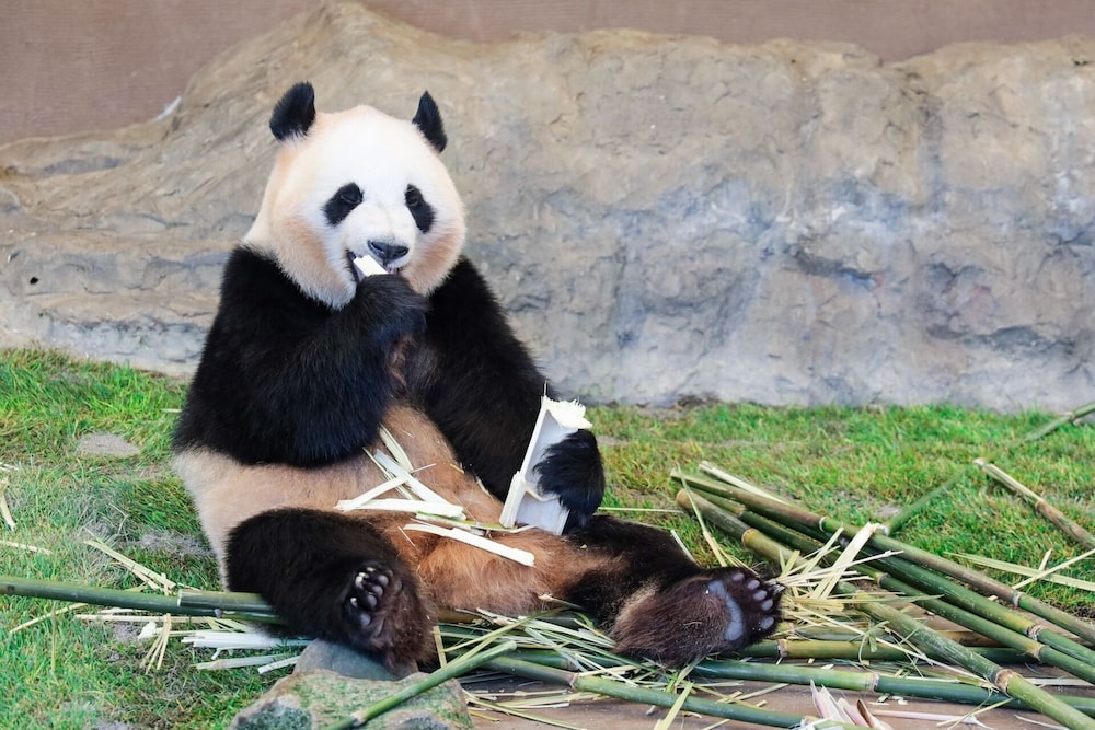 南紀白浜わんわんパラダイス 南紀白浜