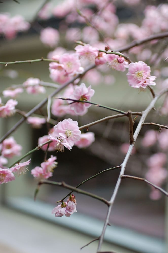 花の宿 にしき園 岡山