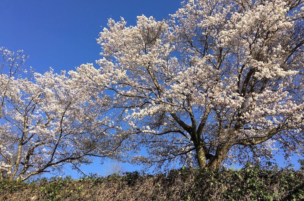 食堂民宿　さと山 出雲