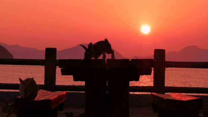 休暇村大久野島 広島