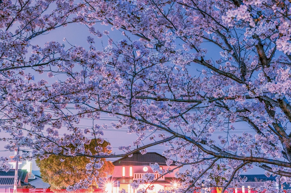 ゲストハウス くすの木 広島