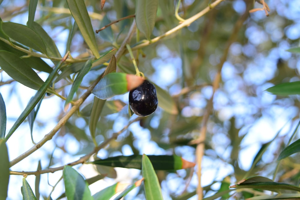 シータイガーアイランドイン小豆島 高松