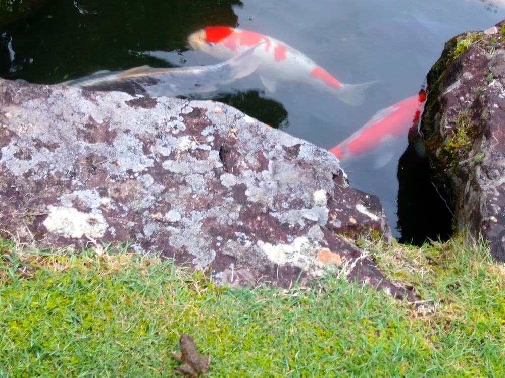 農家民宿かじか 高知