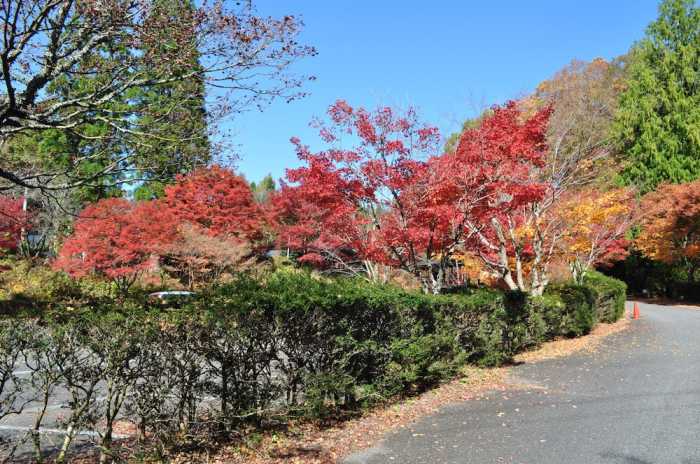 久万高原ふるさと旅行村 松山