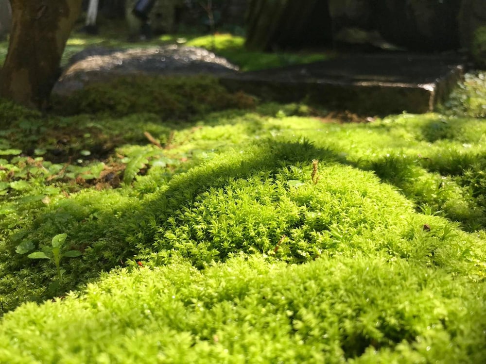 古民家 三津浜旅館 松山
