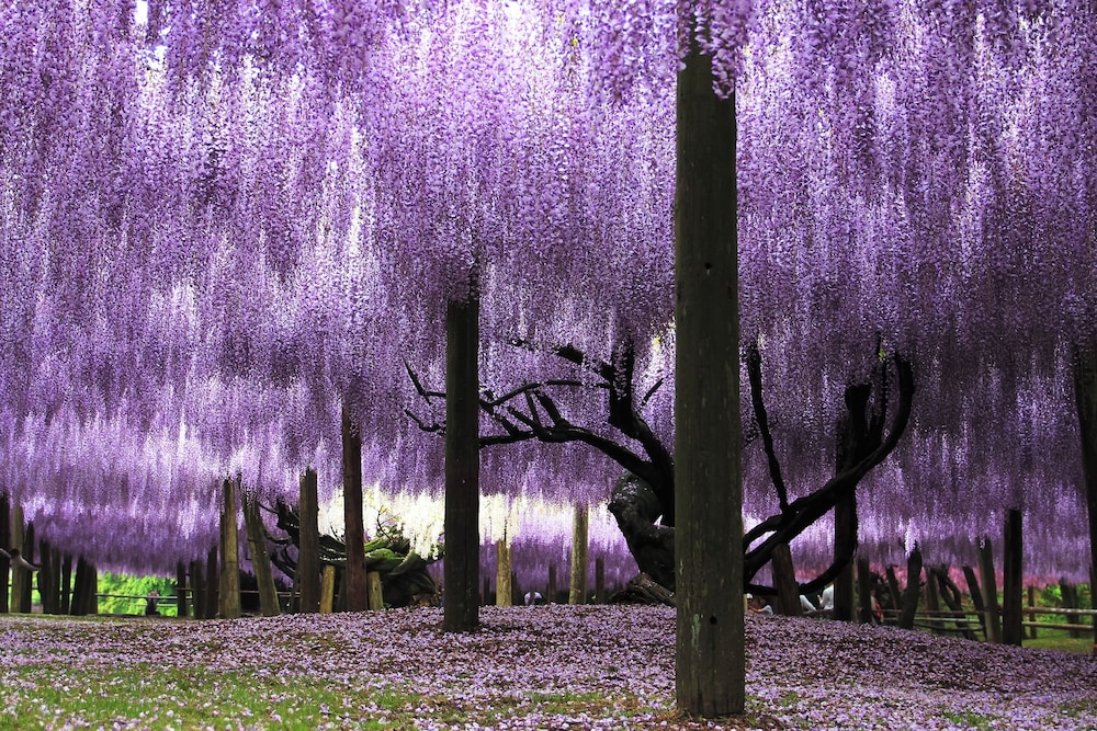亀の井ホテル 玄界灘 北九州