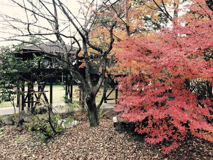 ゆふいん湯めぐりホテル山光園 大分