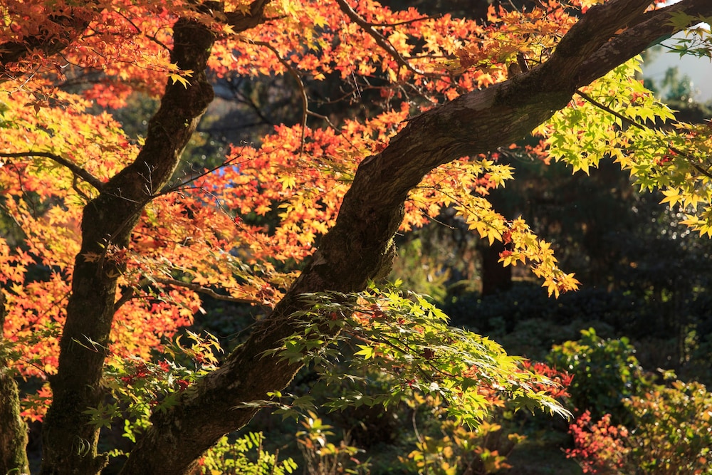 由布院 梅園 GARDEN RESORT 大分