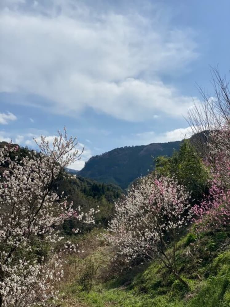 ゆふいん旅庵 和山豊 大分
