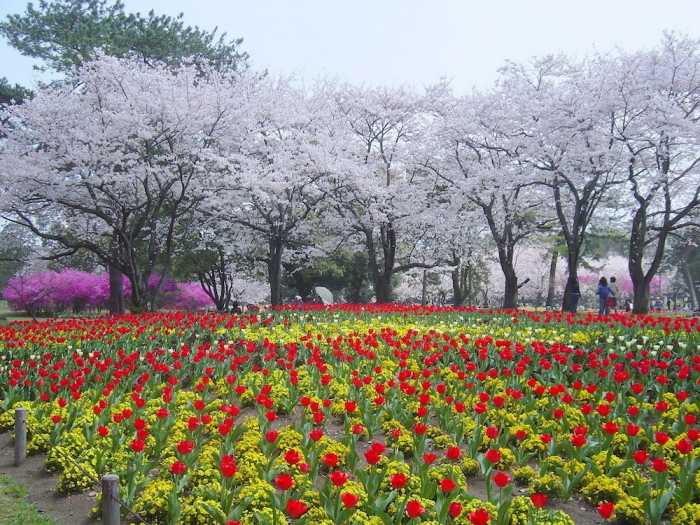 IN BLOOM BEPPU 大分