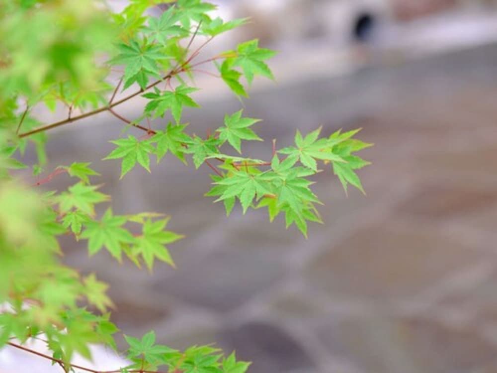 ゆふいん宿 清孔苑 大分