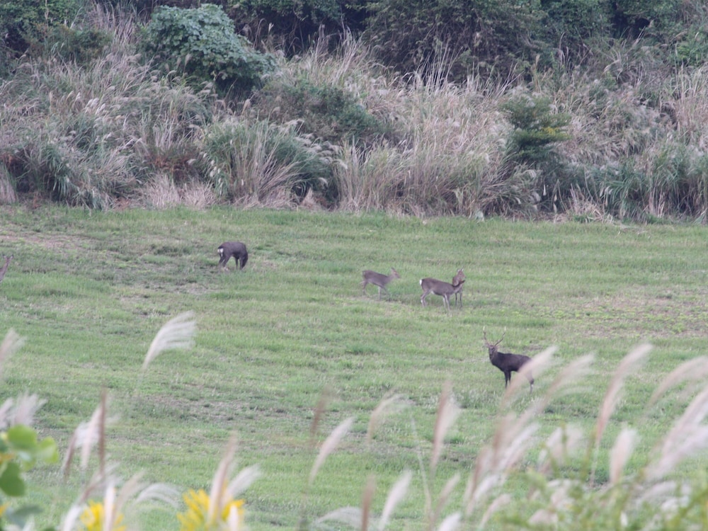 湯布院塚原高原　絶景の宿　恵里菜 KUMAGAI BOKUJO 大分