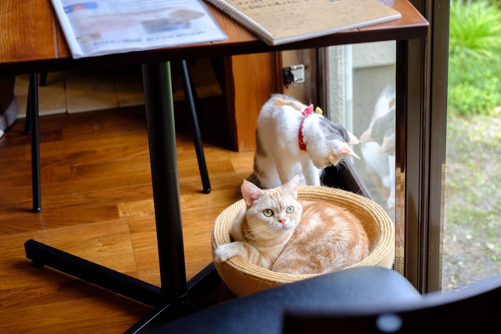 ゆふいん 笑ねこの宿 大分