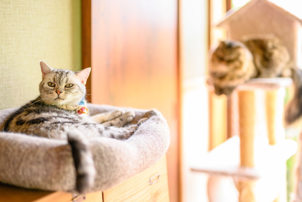 ゆふいん 笑ねこの宿 大分
