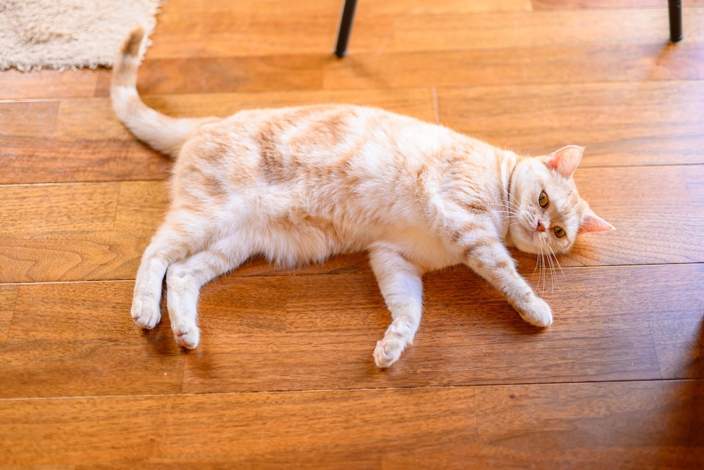 ゆふいん 笑ねこの宿 大分