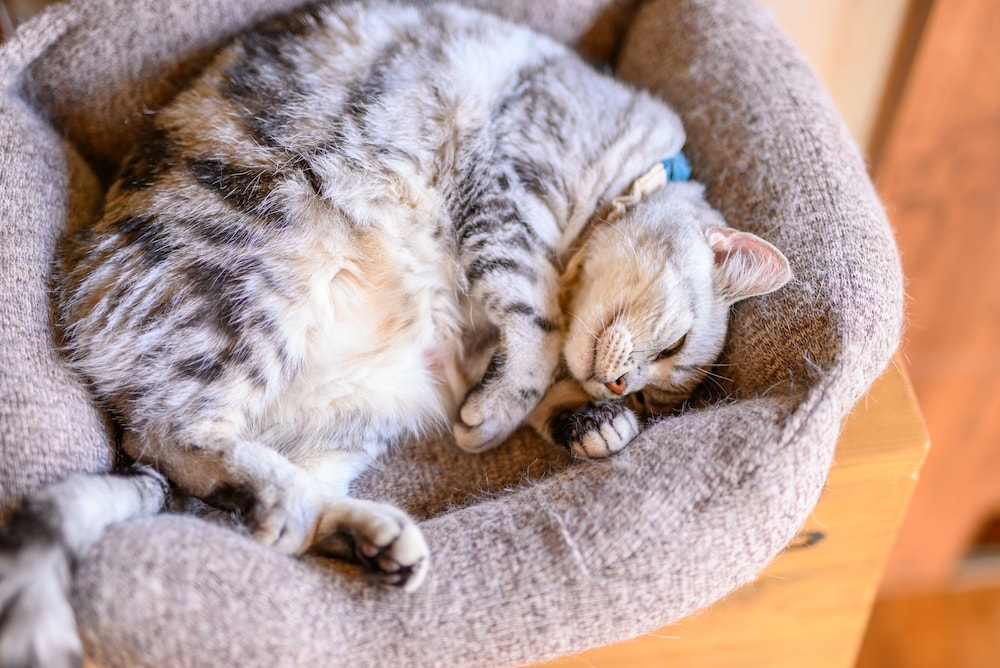 ゆふいん 笑ねこの宿 大分