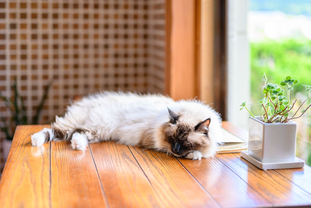 ゆふいん 笑ねこの宿 大分
