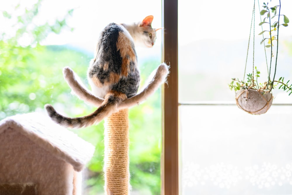 ゆふいん 笑ねこの宿 大分
