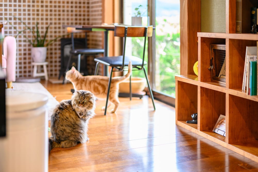 ゆふいん 笑ねこの宿 大分