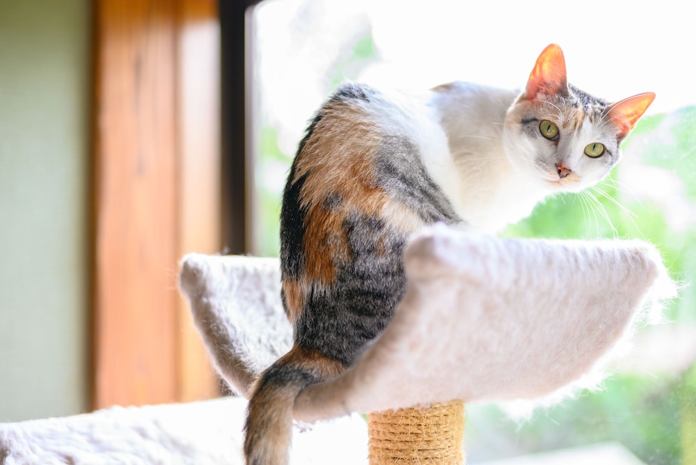 ゆふいん 笑ねこの宿 大分