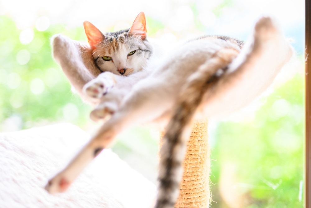 ゆふいん 笑ねこの宿 大分
