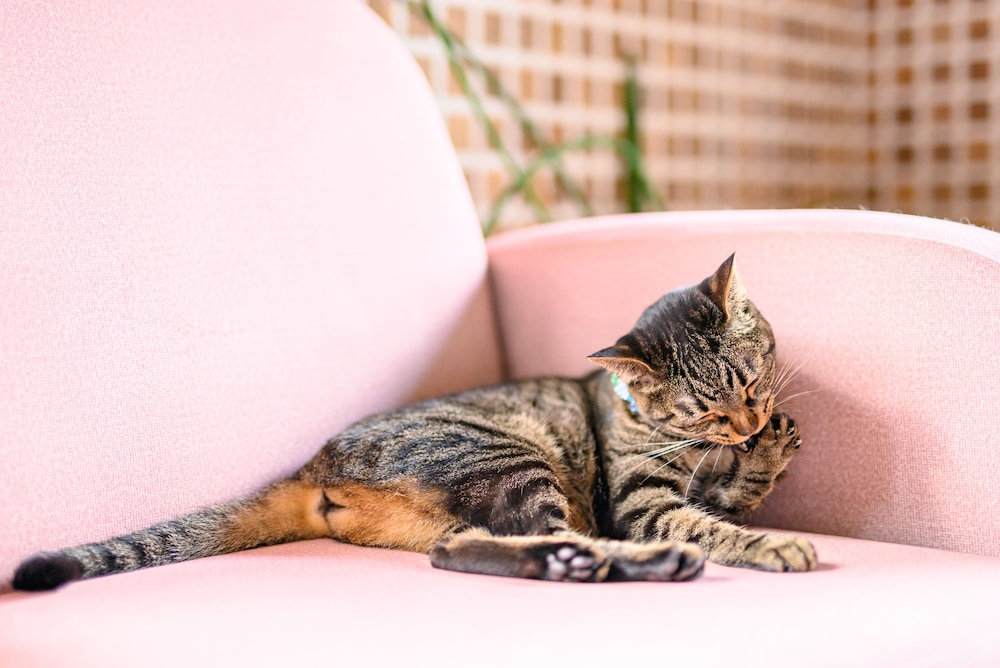ゆふいん 笑ねこの宿 大分