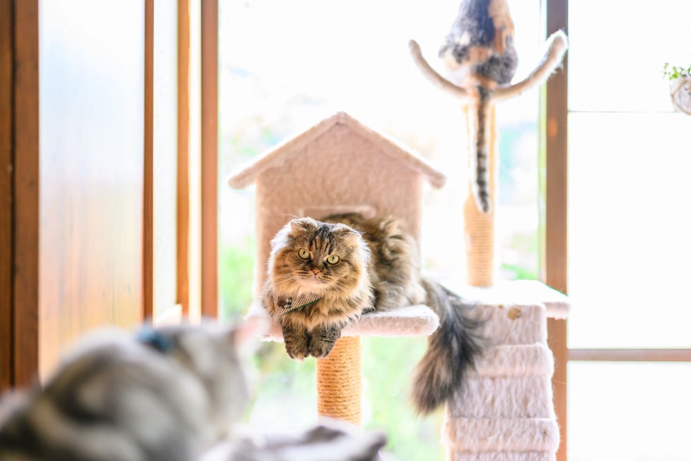 ゆふいん 笑ねこの宿 大分