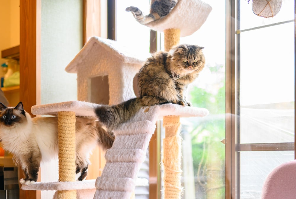 ゆふいん 笑ねこの宿 大分