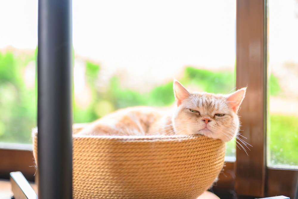 ゆふいん 笑ねこの宿 大分