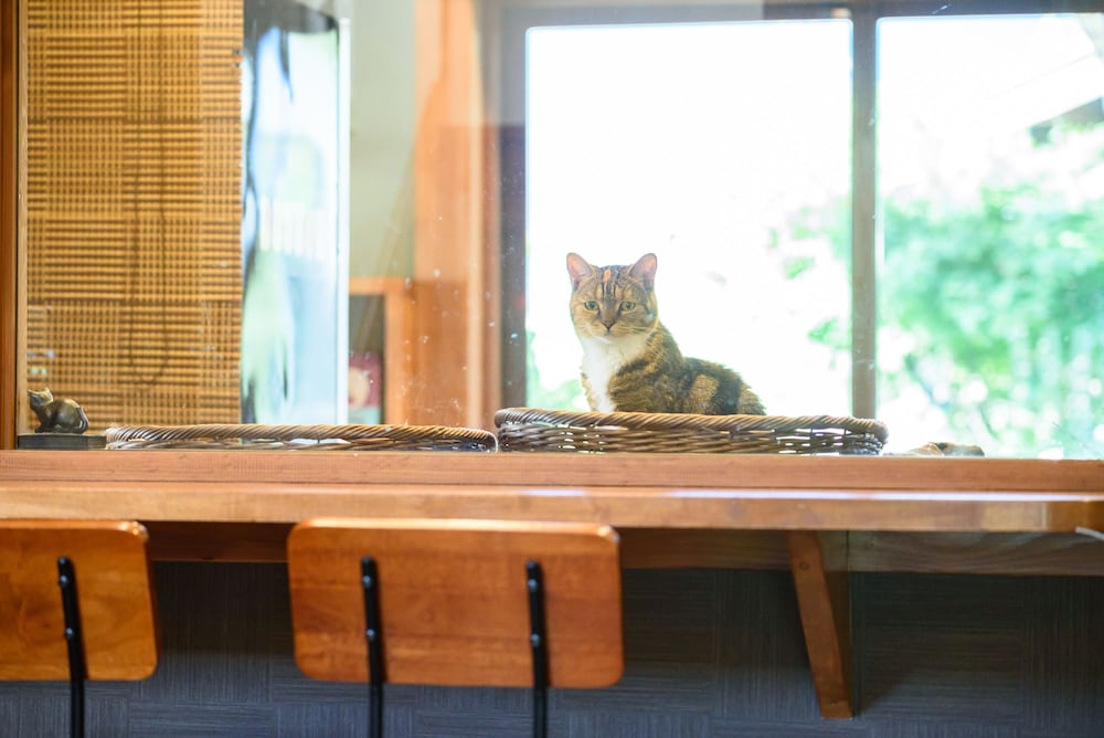 ゆふいん 笑ねこの宿 大分