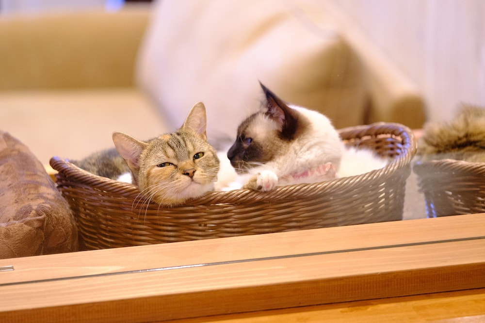 ゆふいん 笑ねこの宿 大分