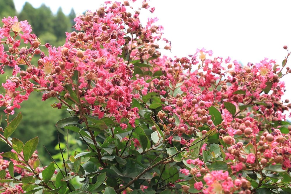 民宿 城山 大分