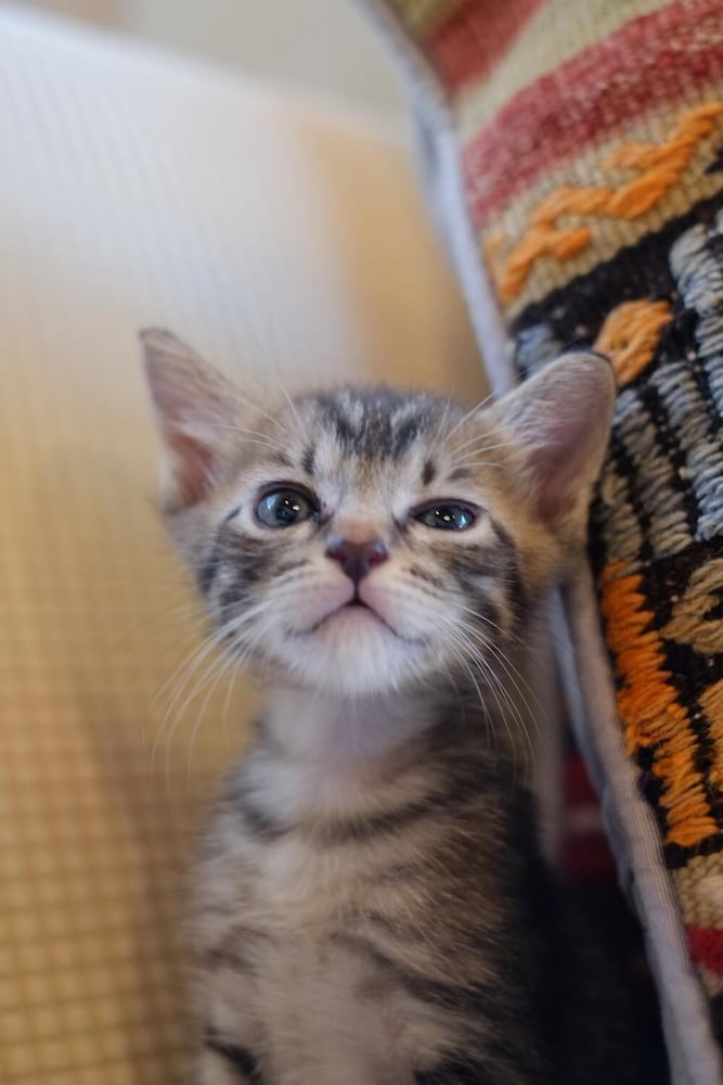 イミオラハウス 大分