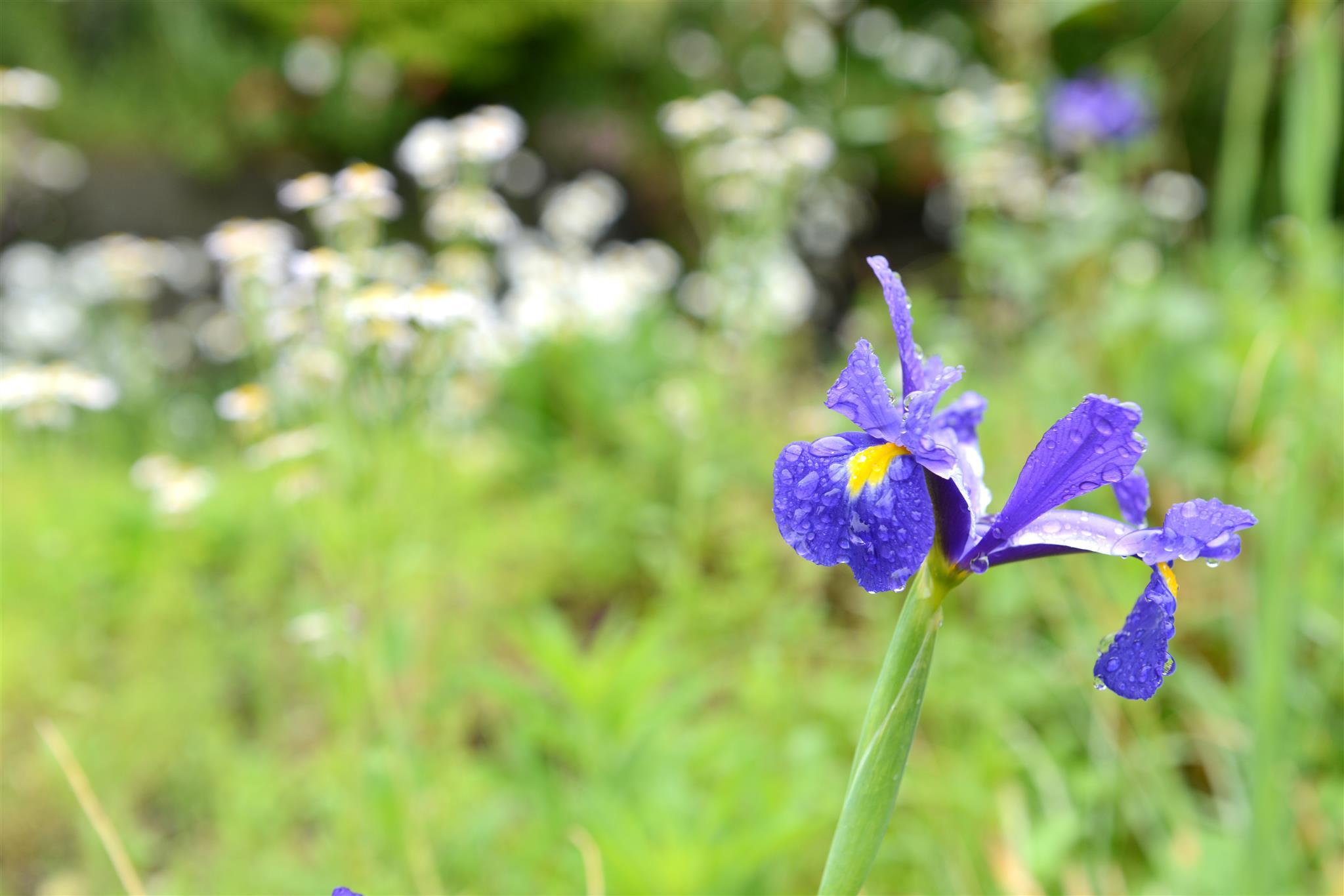 おやど 開花亭 大分