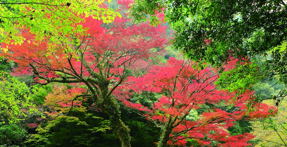 音色香の季 合歓のはな 宮崎