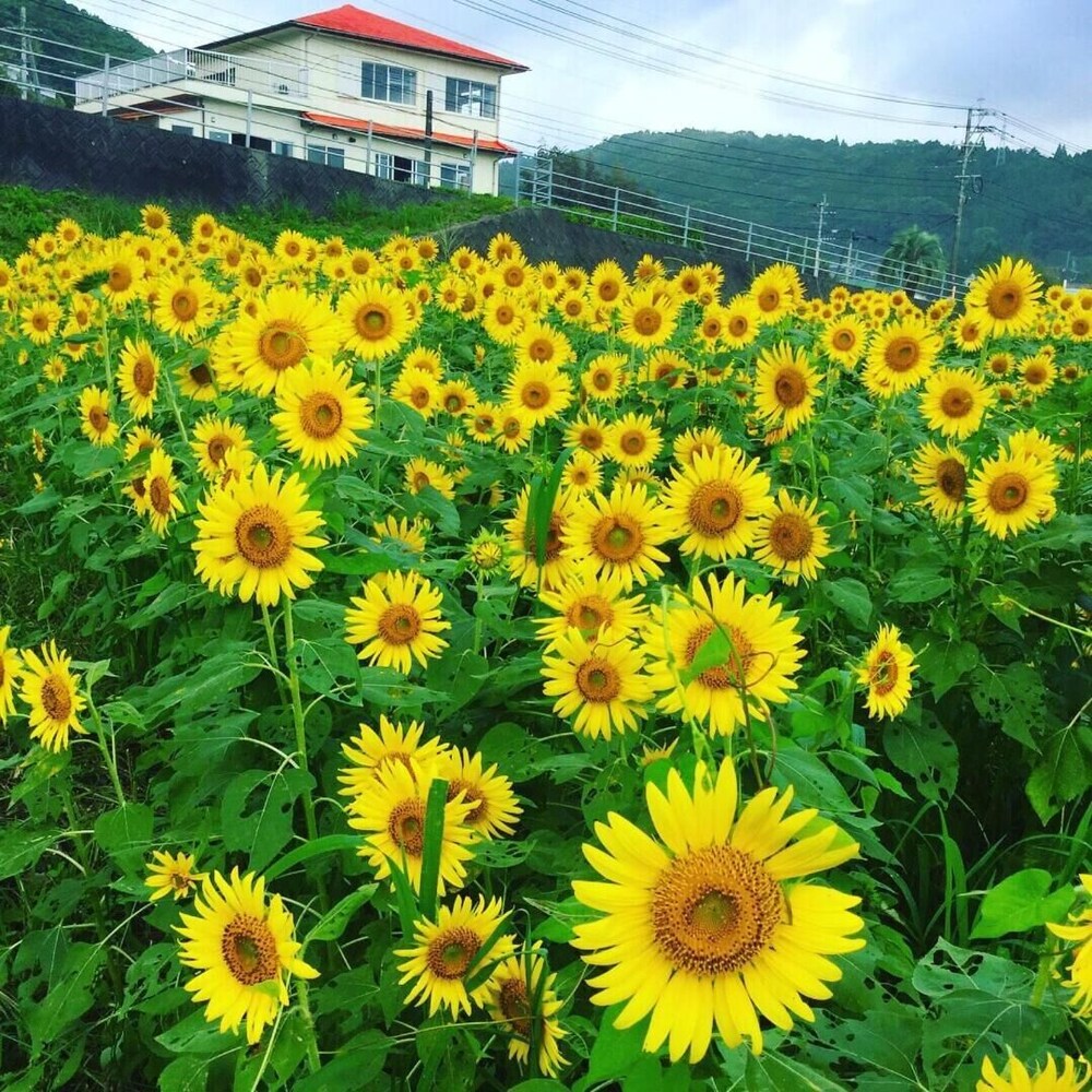 GUEST HOUSE & BEACH CAFE FUEGO 宮崎