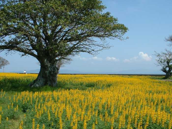 休暇村　指宿 (いぶすき) 鹿児島