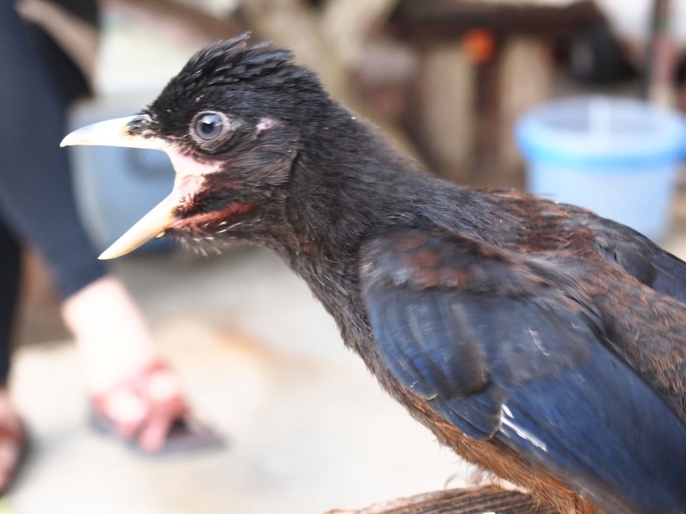 アマミホシゾラビレッジ ヤドリ浜 奄美大島