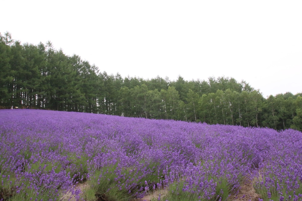 富良野 思惟林 旭川