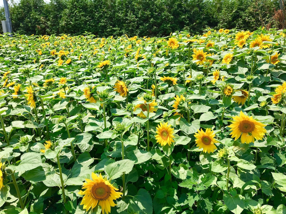 カントリーコテージ和樹あい愛 旭川